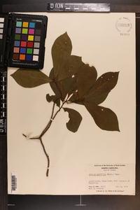 Asimina parviflora image