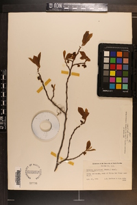 Asimina parviflora image