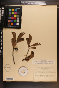 Asimina parviflora image