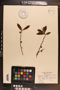 Asimina parviflora image