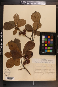 Asimina parviflora image