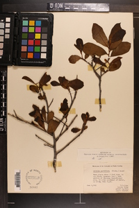 Asimina parviflora image