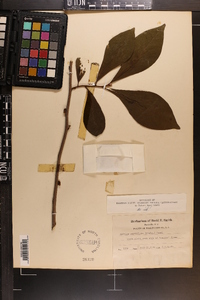 Asimina parviflora image