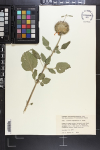 Leonotis nepetifolia image