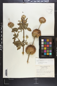 Leonotis nepetifolia image