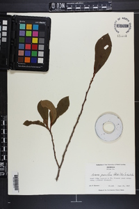 Asimina parviflora image