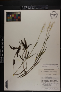 Dichanthelium erectifolium image