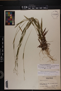 Dichanthelium dichotomum subsp. roanokense image