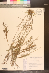 Dichanthelium acuminatum subsp. longiligulatum image