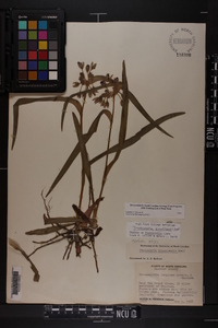 Tradescantia hirsuticaulis image