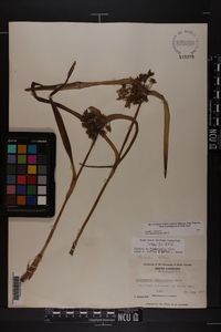 Tradescantia hirsuticaulis image