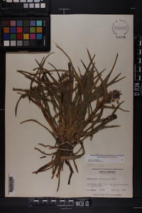 Tradescantia hirsuticaulis image