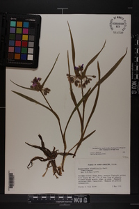 Tradescantia hirsuticaulis image