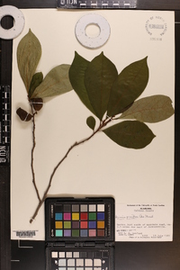 Asimina parviflora image