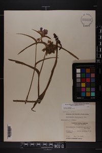 Tradescantia hirsuticaulis image