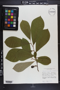 Asimina parviflora image