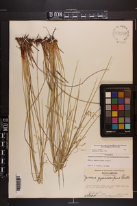 Juncus gymnocarpus image