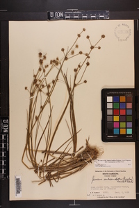 Juncus subcaudatus image