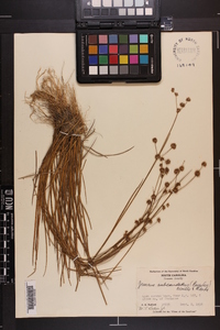 Juncus subcaudatus image