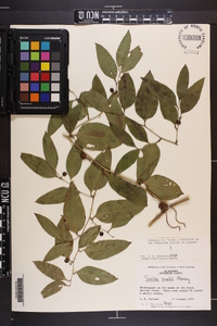 Smilax smallii image