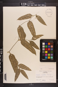 Smilax smallii image