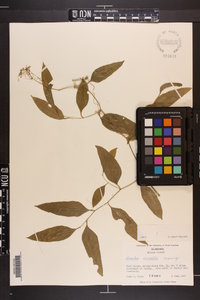 Smilax smallii image