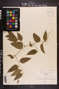 Smilax smallii image