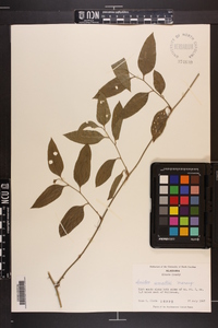 Smilax smallii image