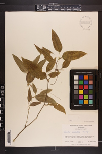 Smilax smallii image