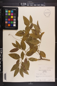 Smilax smallii image