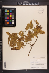 Smilax smallii image