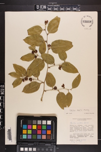 Smilax smallii image