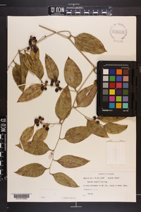 Smilax smallii image