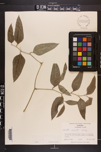 Smilax smallii image