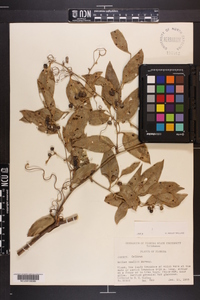 Smilax smallii image