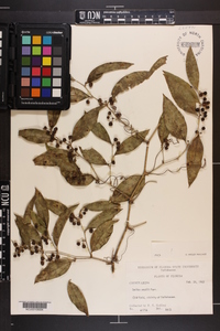 Smilax smallii image