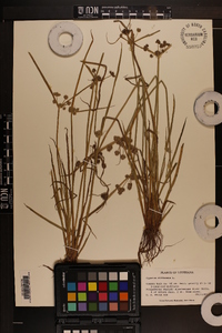 Cyperus difformis image