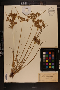 Cyperus drummondii image