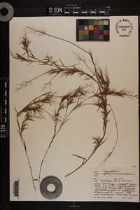 Dichanthelium wrightianum image