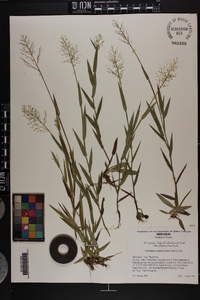 Dichanthelium erectifolium image