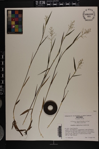 Dichanthelium erectifolium image