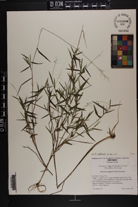 Dichanthelium acuminatum subsp. longiligulatum image