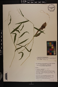 Dichanthelium dichotomum var. dichotomum image