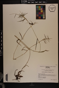 Dichanthelium dichotomum var. dichotomum image