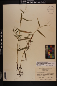 Dichanthelium dichotomum var. dichotomum image