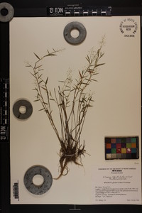 Dichanthelium wrightianum image