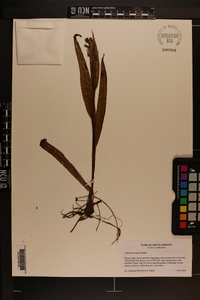 Habenaria repens image