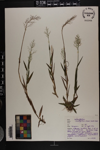 Dichanthelium erectifolium image