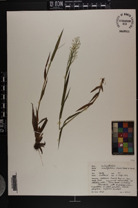 Dichanthelium erectifolium image