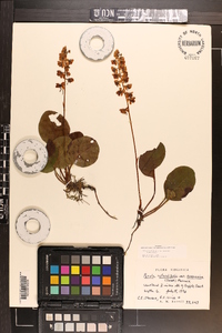 Pyrola americana image